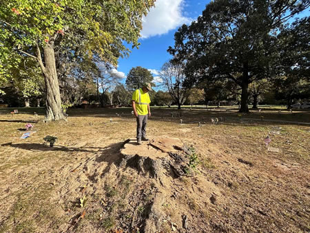 Signs a Tree Needs to Come Down: 9 Red Flags Homeowners Miss