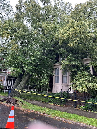Emergency Storm Cleanup: What to Do in the First 24 Hours After a Tree Falls