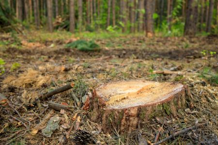 Stump Grinding vs. Stump Removal: Which Is Better for Your Yard?