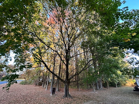 Tree Pruning Techniques That Improve Property Safety