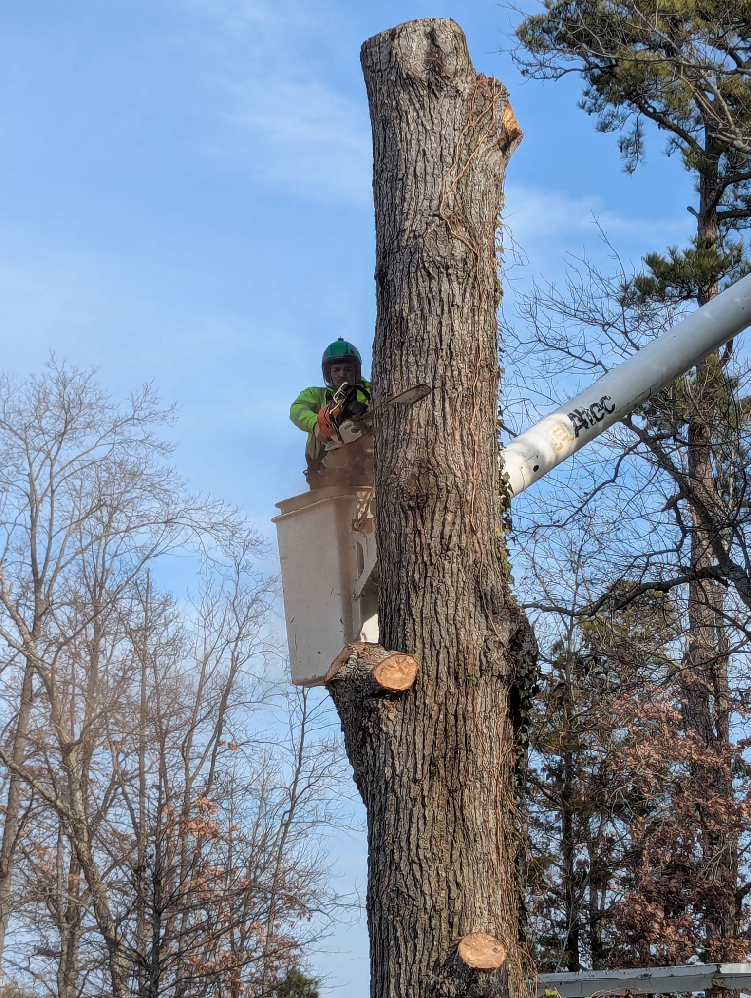 Dead Tree Removals in Oxford, MD