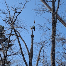 Dead-Tree-Removals-in-Oxford-MD 3