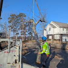 Dead-Tree-Removals-in-Oxford-MD 2