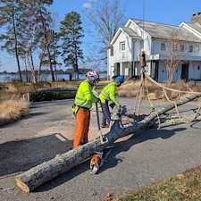 Dead-Tree-Removals-in-Oxford-MD 5