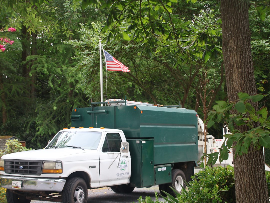General Tree Services in Preston, MD