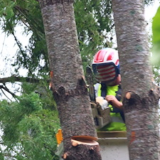 General-Tree-Services-in-Preston-MD 1