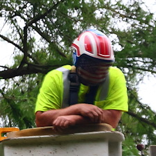 General-Tree-Services-in-Preston-MD 4