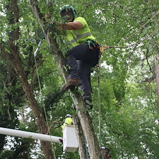 General-Tree-Services-in-Preston-MD 0