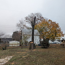 Hazardous-Tree-Removal-by-Power-Lines-in-Ridgely-MD 1