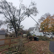 Hazardous-Tree-Removal-by-Power-Lines-in-Ridgely-MD 8