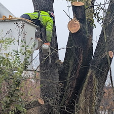 Hazardous-Tree-Removal-by-Power-Lines-in-Ridgely-MD 4