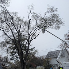 Hazardous-Tree-Removal-by-Power-Lines-in-Ridgely-MD 7
