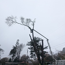 Hazardous-Tree-Removal-by-Power-Lines-in-Ridgely-MD 3