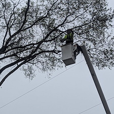 Hazardous-Tree-Removal-by-Power-Lines-in-Ridgely-MD 6