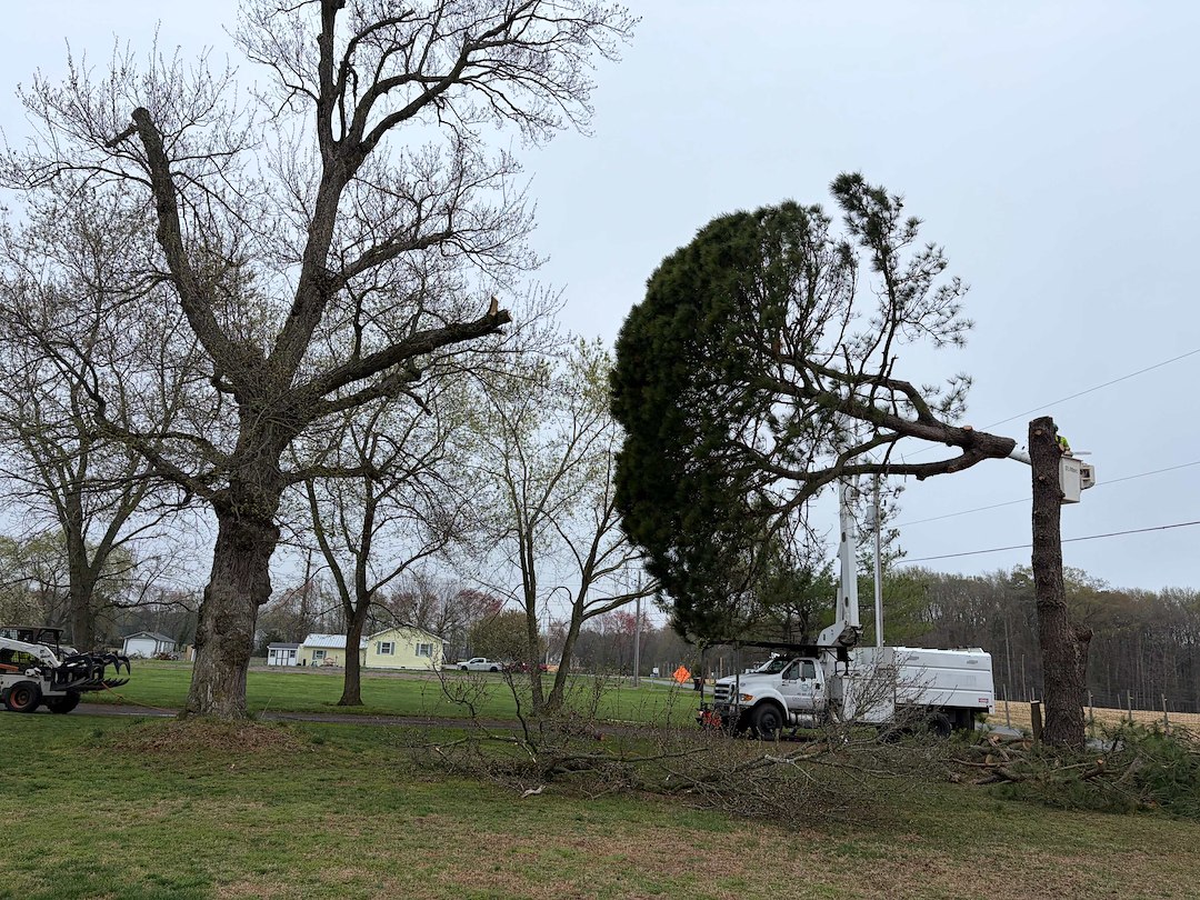 Large Pine and Maple Tree Removal Around Power Lines