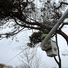 Large-Pine-and-Maple-Tree-Removal-Around-Power-Lines 3