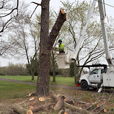 Large-Pine-and-Maple-Tree-Removal-Around-Power-Lines 2