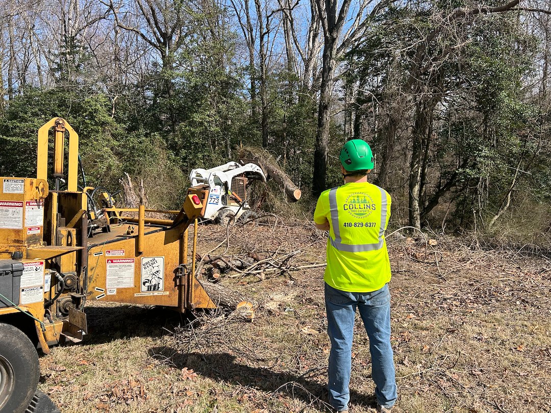 Signs your trees need removal: Central Florida guide