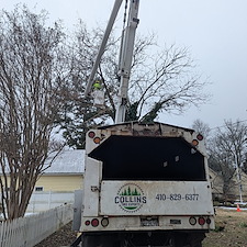 Removal-of-Two-Vine-Covered-Mulberry-Trees-in-the-Town-of-Saint-Michaels 8