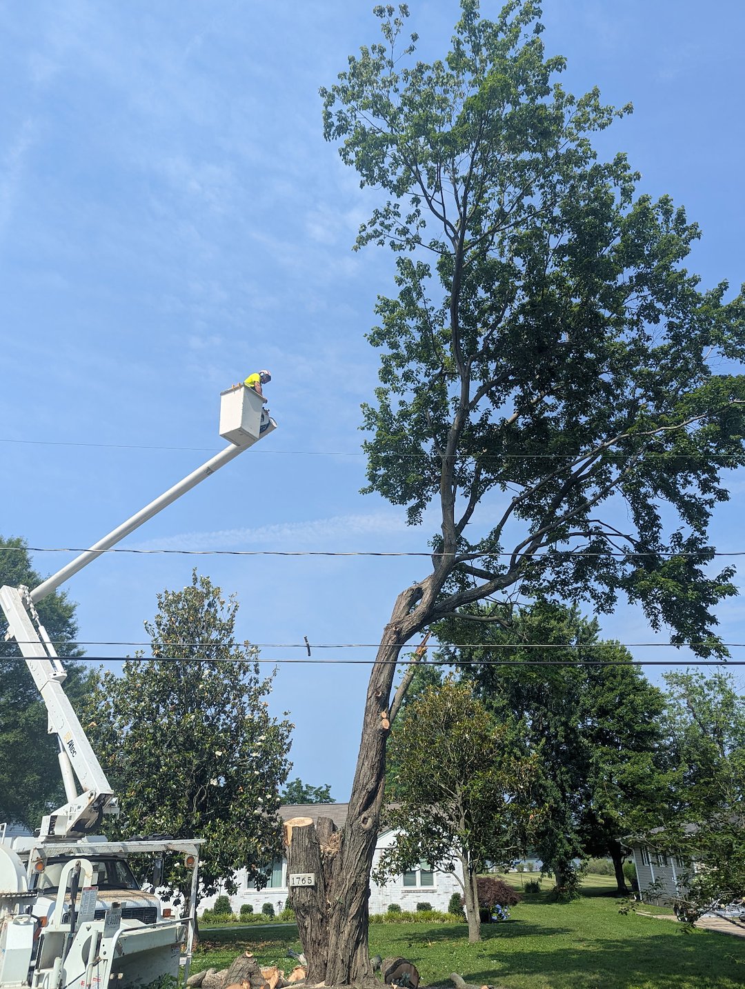 Removing a Dying Maple Tree in Chester, MD