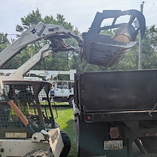 Removing-a-Dying-Maple-Tree-in-Chester-MD 6