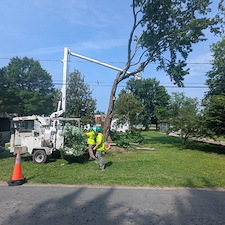 Removing-a-Dying-Maple-Tree-in-Chester-MD 1