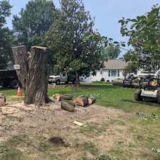 Removing-a-Dying-Maple-Tree-in-Chester-MD 4