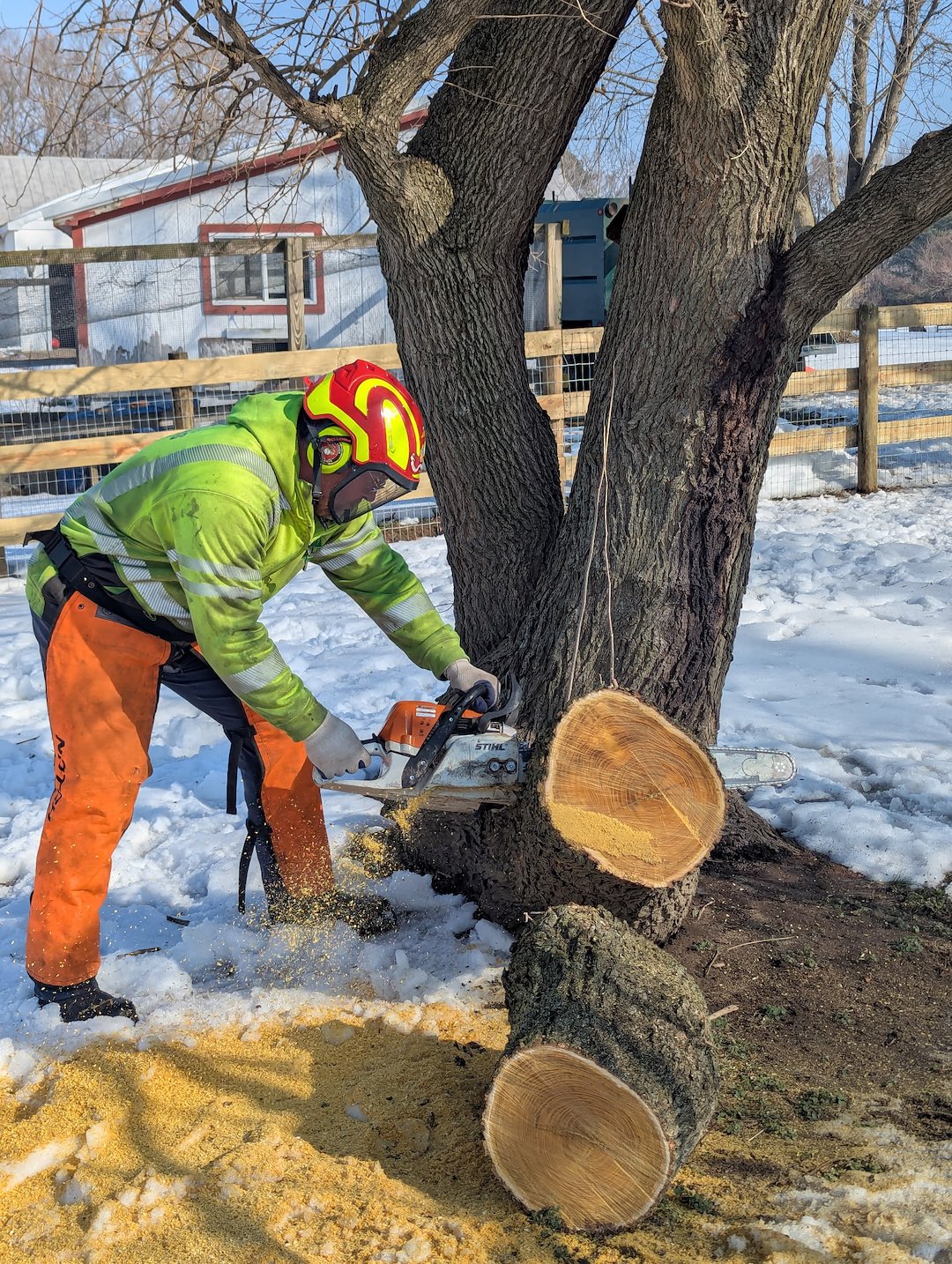 Removing a Storm Damaged Limb in Ridgely, MD
