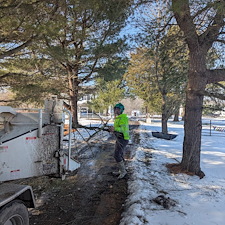 Removing-a-Storm-Damaged-Limb-in-Ridgely-MD 1