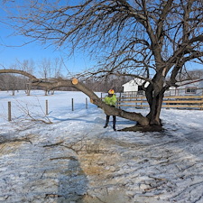 Removing-a-Storm-Damaged-Limb-in-Ridgely-MD 6