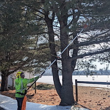 Removing-a-Storm-Damaged-Limb-in-Ridgely-MD 2