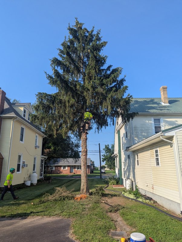 Spruce Tree Removal in Greensboro, MD