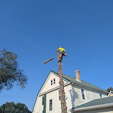 Spruce-Tree-Removal-in-Greensboro-MD 2