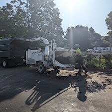 Spruce-Tree-Removal-in-Greensboro-MD 4