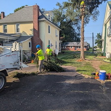 Spruce-Tree-Removal-in-Greensboro-MD 3