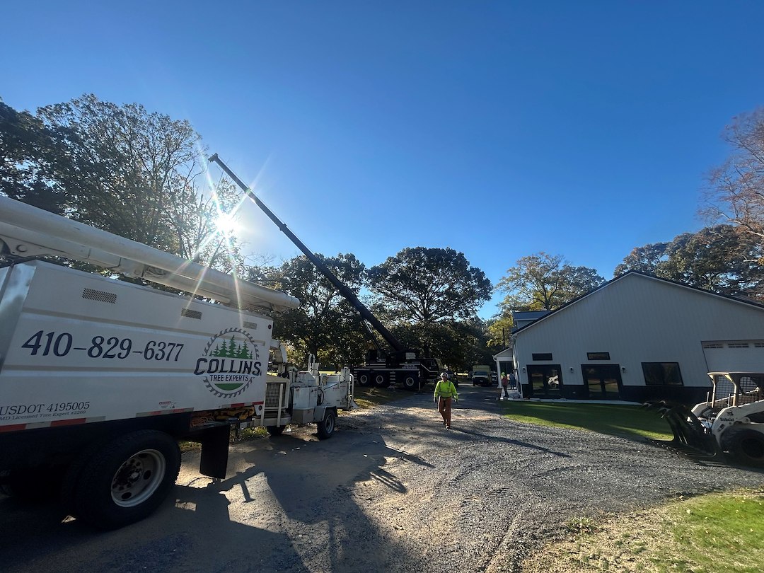 Tree Removal with Crane at Woodlawn Cemetery