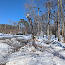 Tree-Removals-on-Clients-New-Property-in-Saint-Michaels-Maryland 1