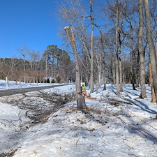 Tree-Removals-on-Clients-New-Property-in-Saint-Michaels-Maryland 2