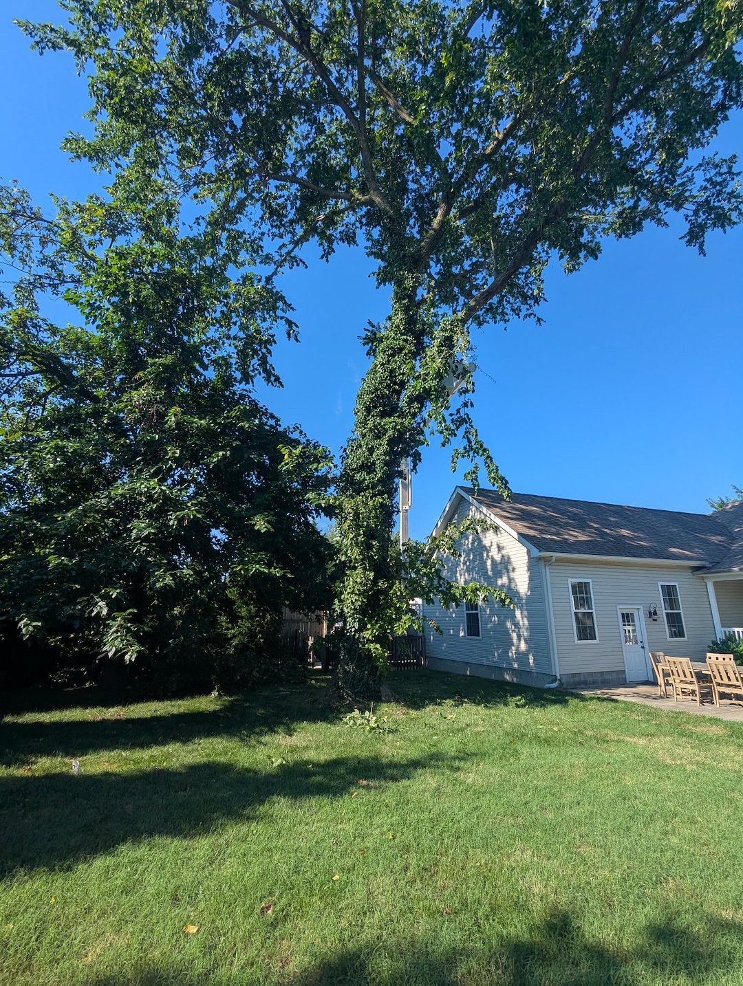 Vine Removal and Pruning in Easton, MD