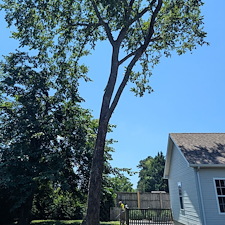 Vine-Removal-and-Pruning-in-Easton-MD 0