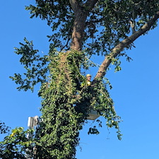 Vine-Removal-and-Pruning-in-Easton-MD 2