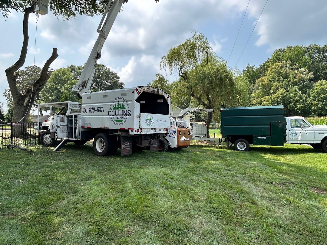 Weeping Cherry Tree Removals in Chestertown, MD
