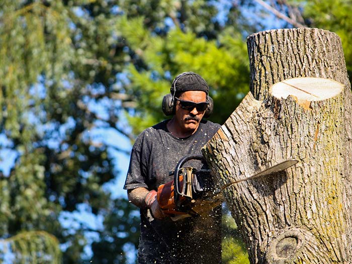 Tree Work Section