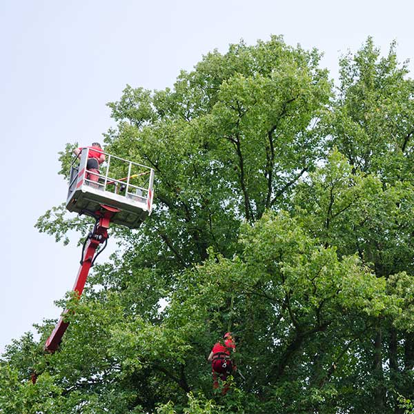 Tree Services Banner