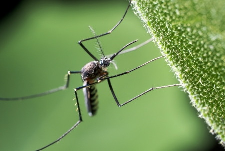 Mosquito & Tick Control